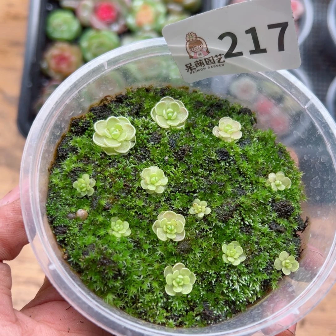 多肉植物多肉植物