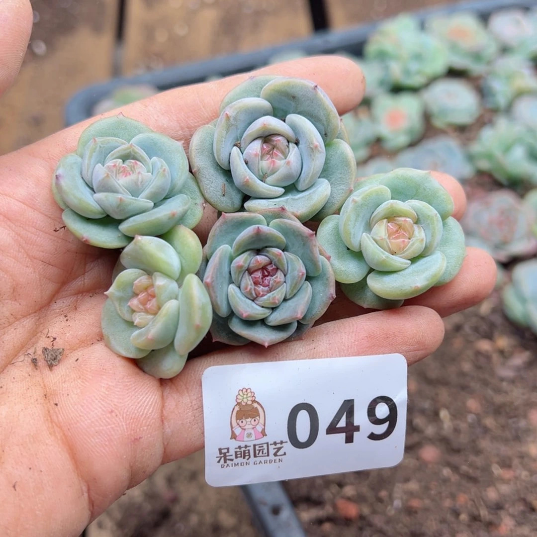 多肉植物多肉植物