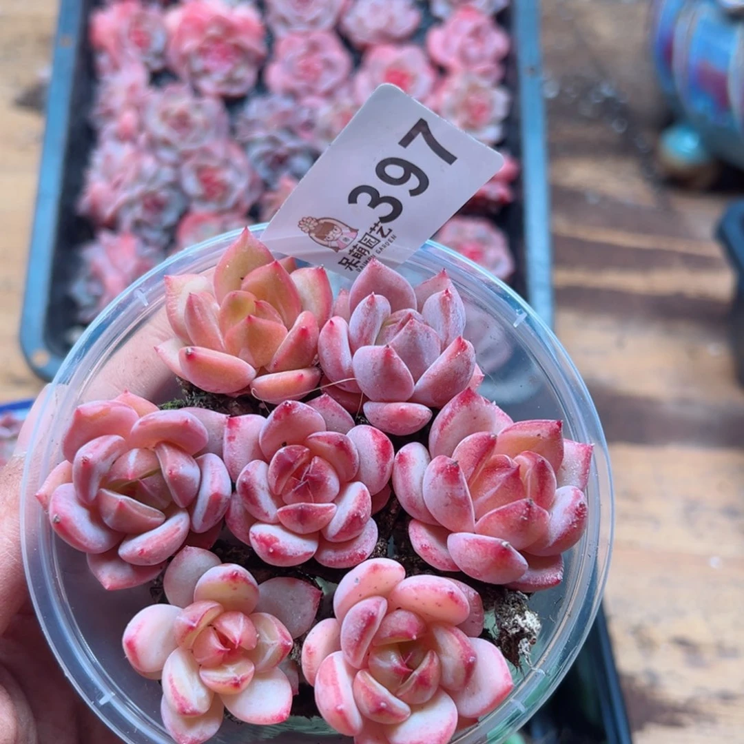 多肉植物多肉植物