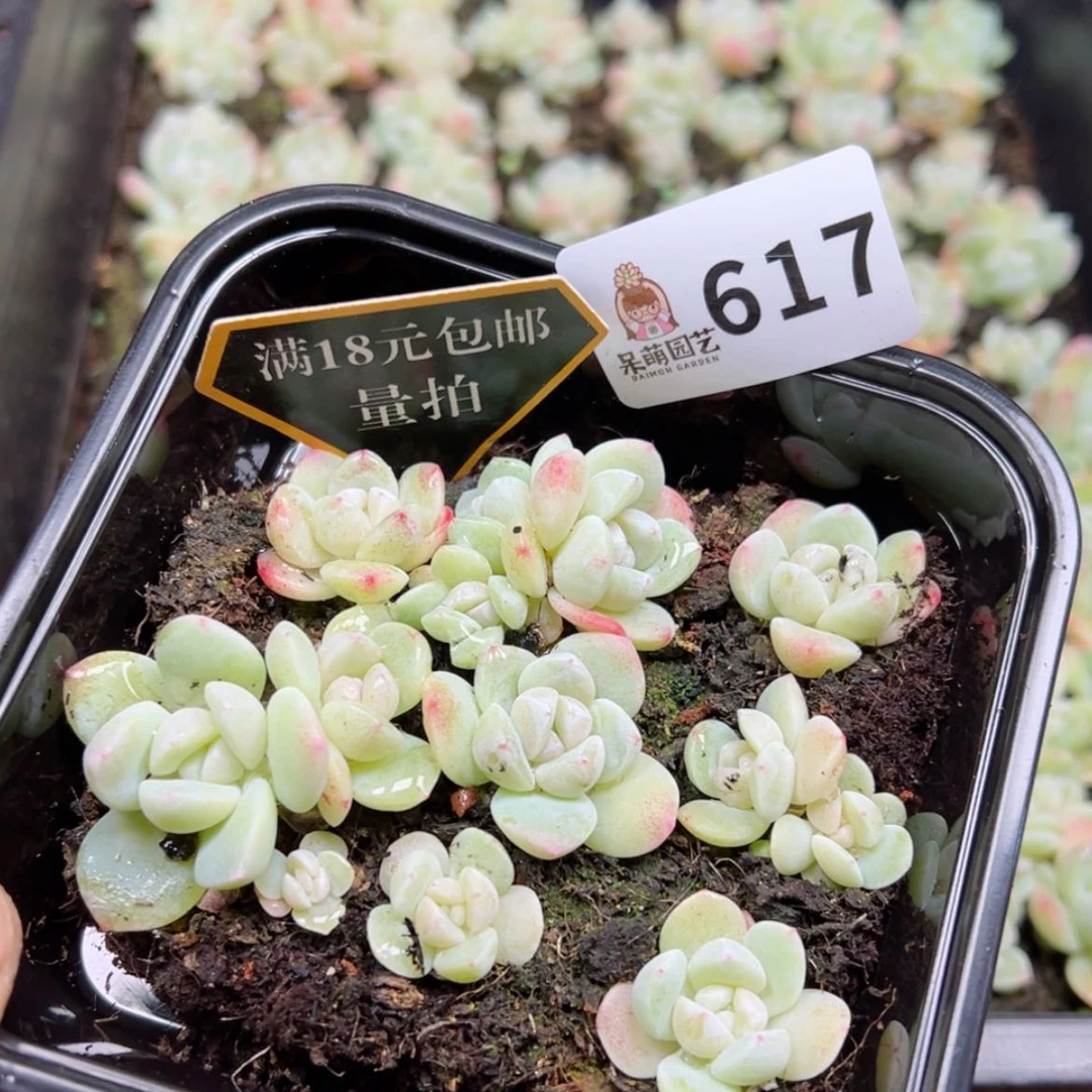 【闪购商品】多肉植物