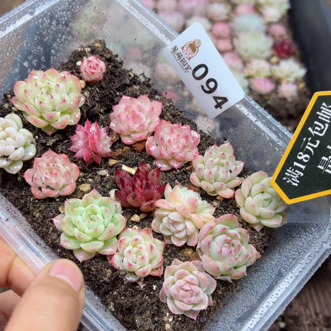【闪购商品】多肉植物