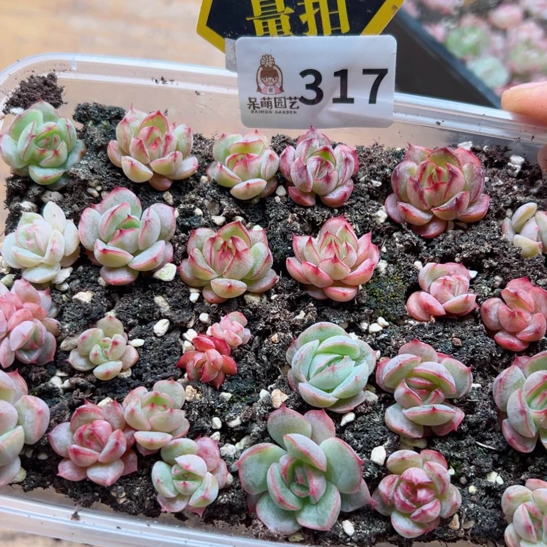 多肉植物多肉植物