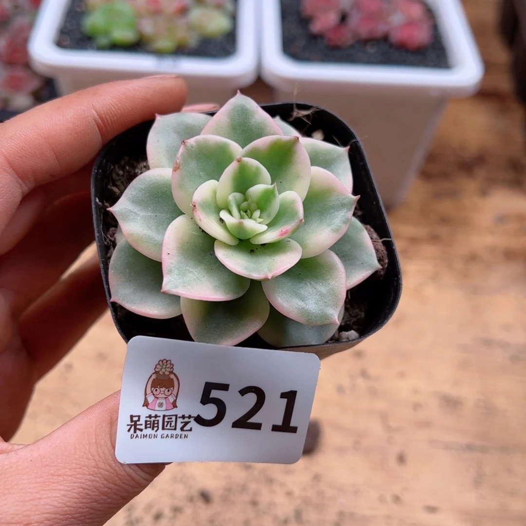 多肉植物多肉植物
