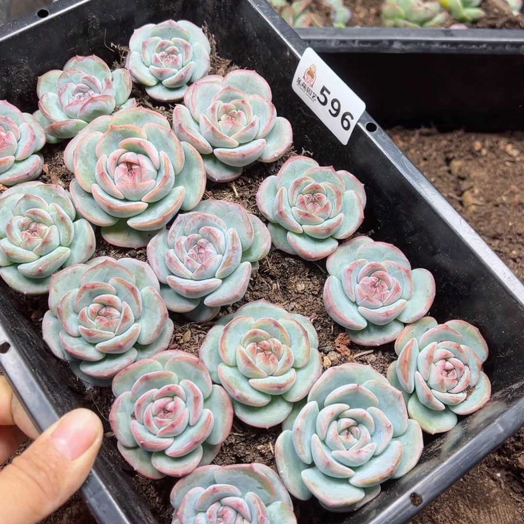 媛**烁多肉植物多肉植物