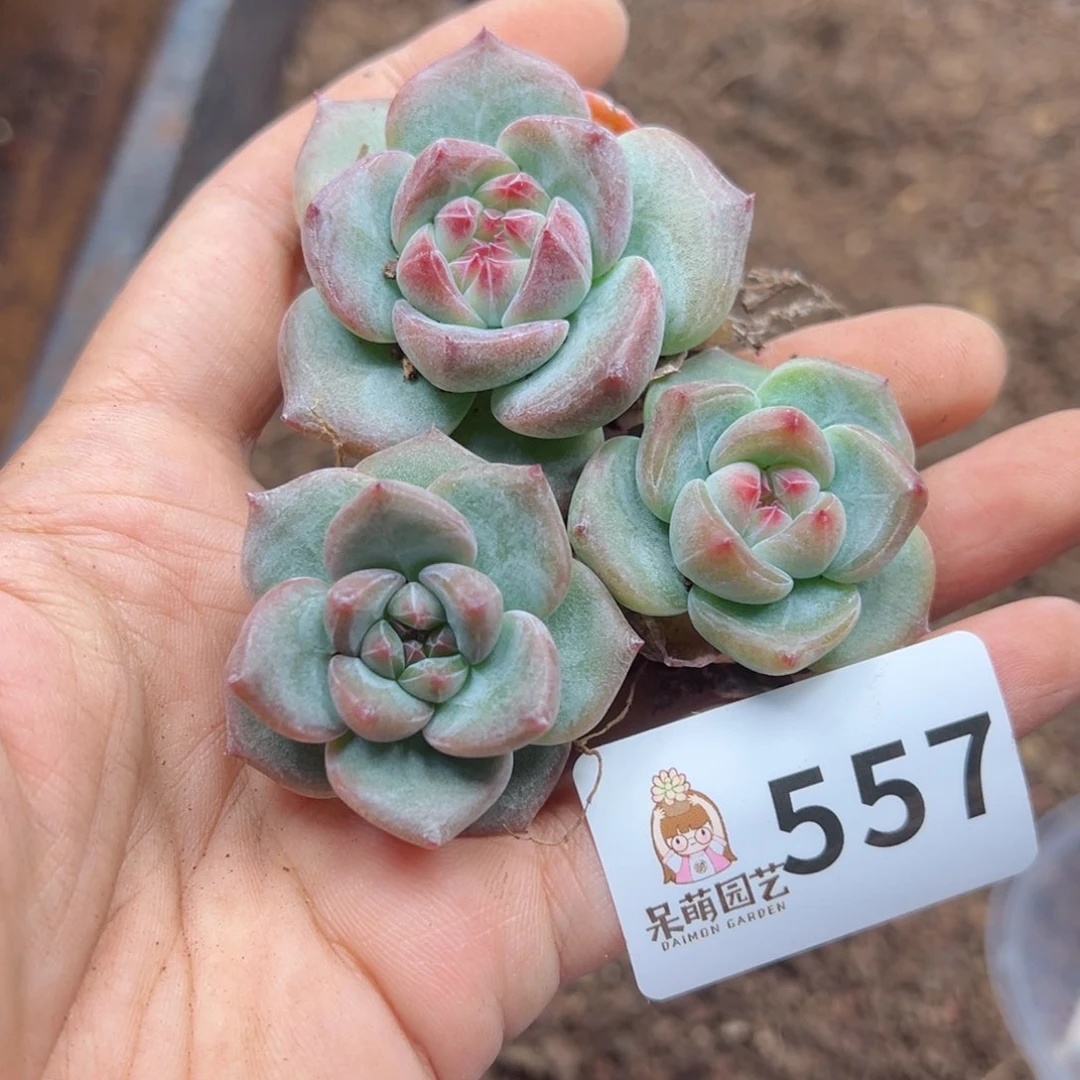 多肉植物多肉植物