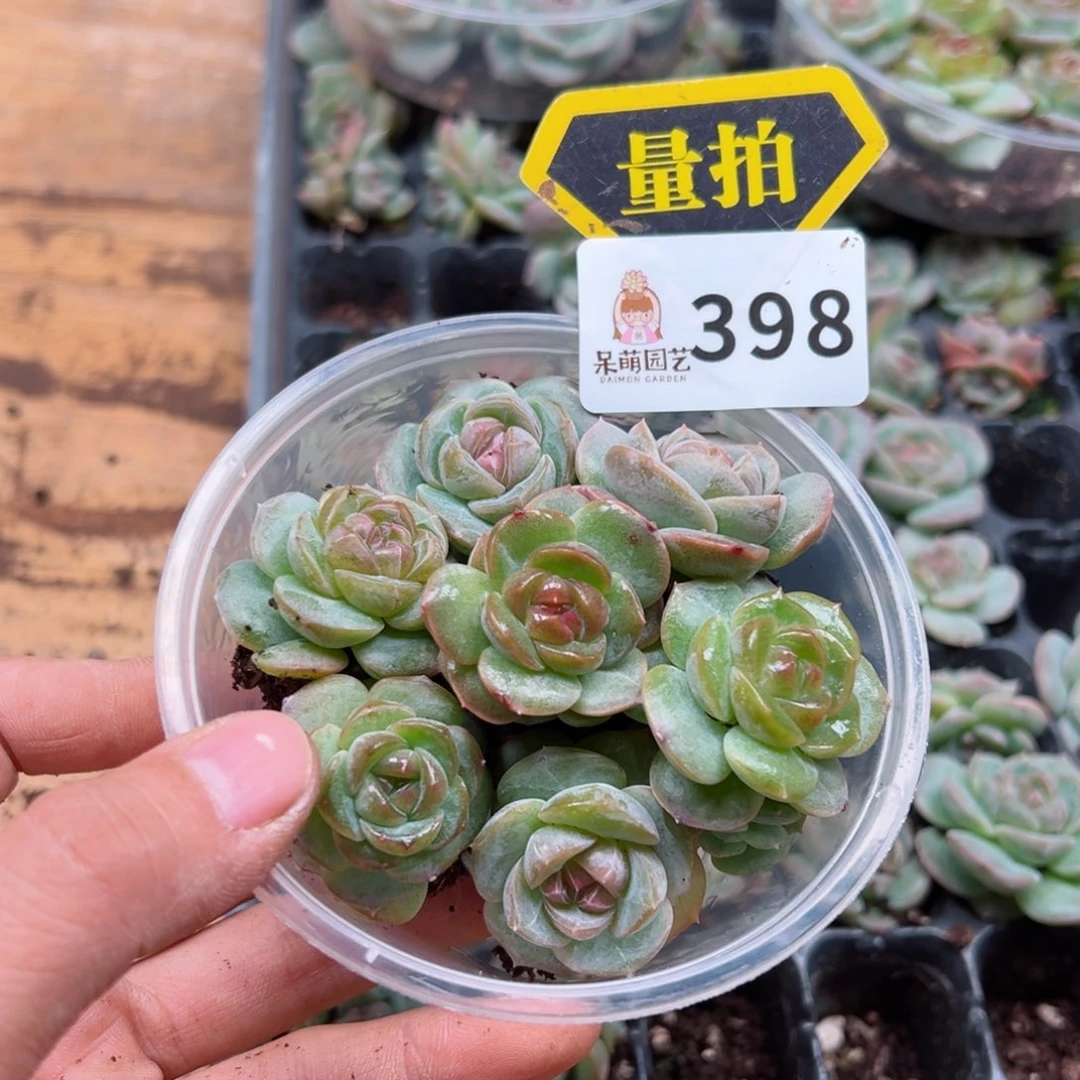 多肉植物多肉植物