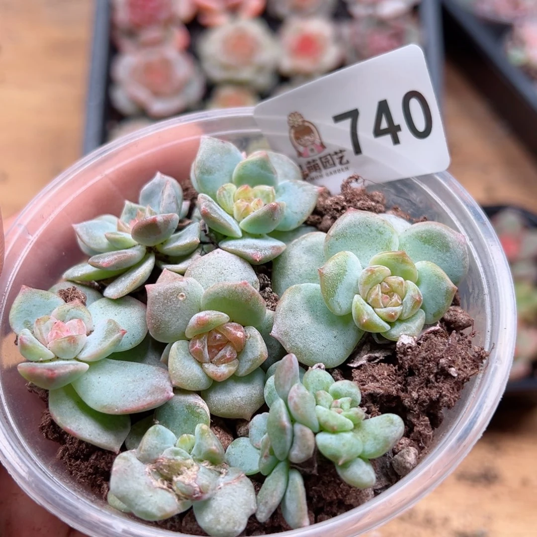 多肉植物多肉植物