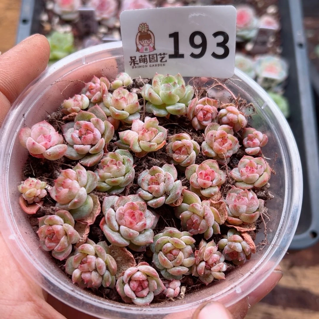 多肉植物多肉植物