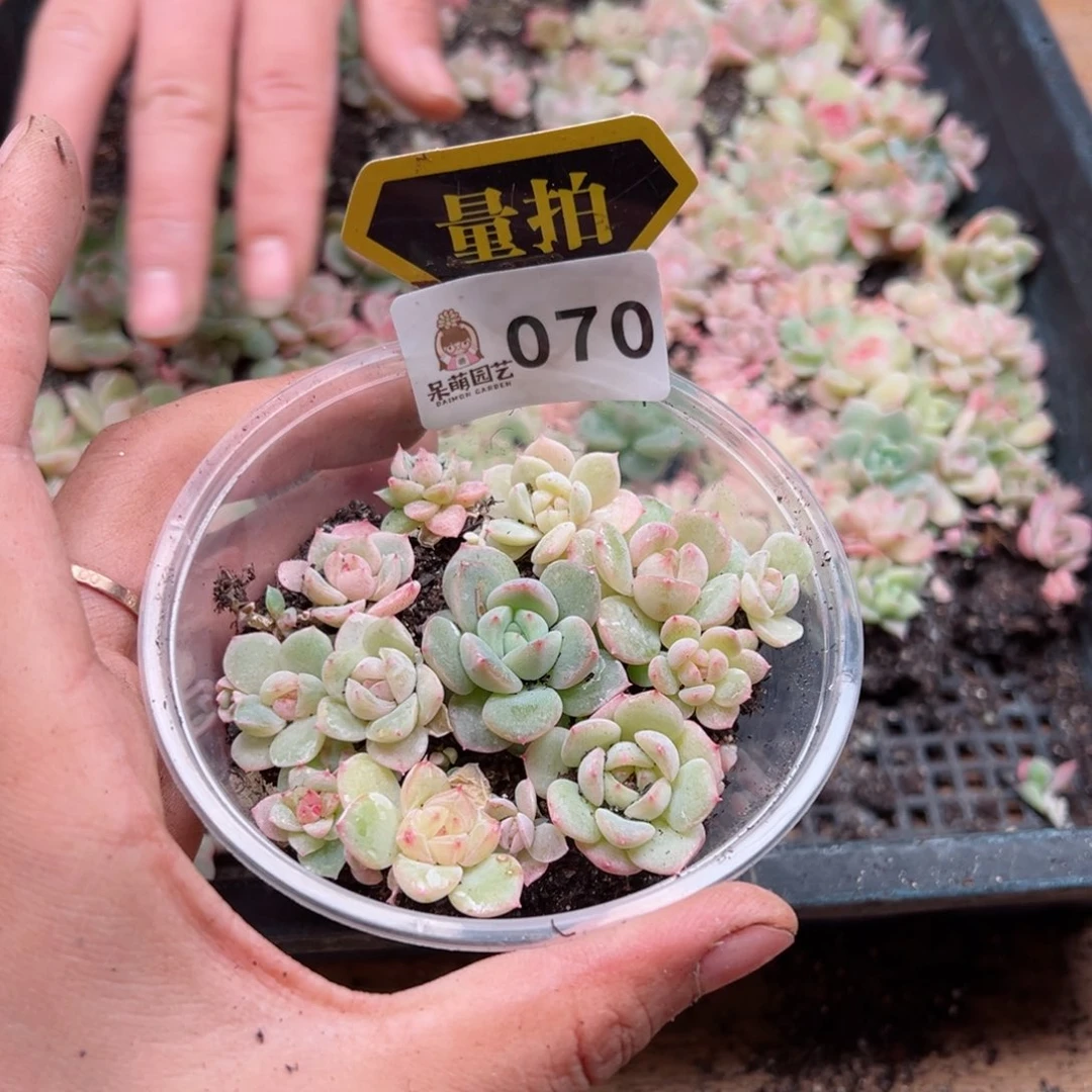 多肉植物多肉植物