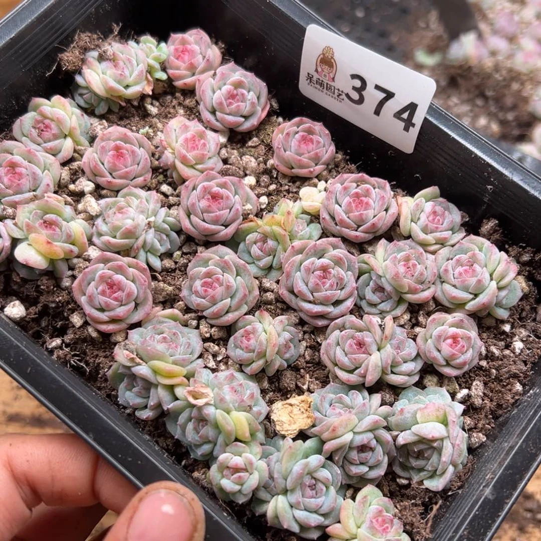蜜***水多肉植物多肉植物