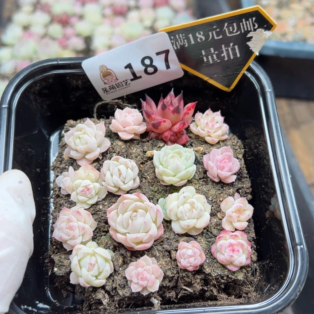 【闪购商品】多肉植物