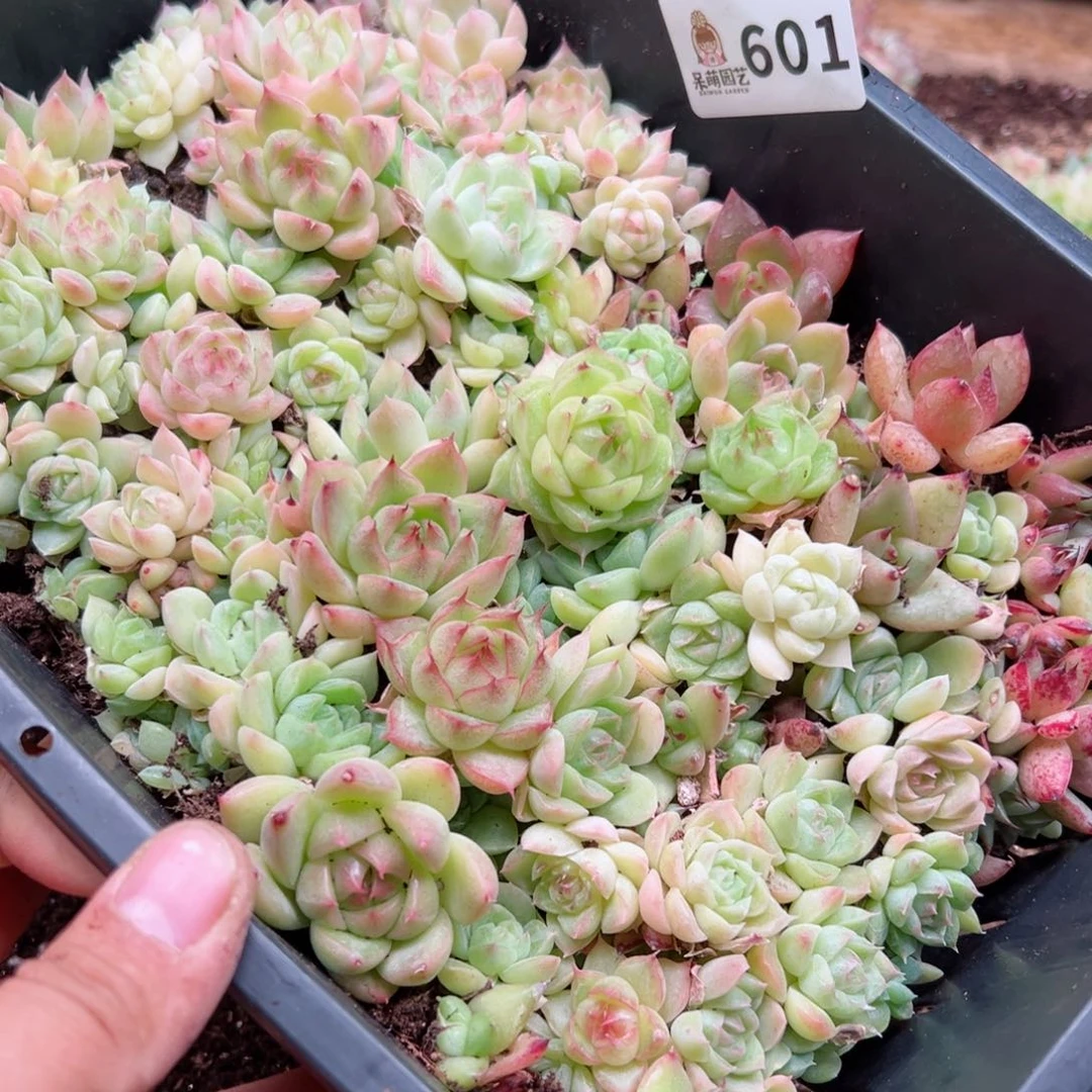 一**静多肉植物多肉植物^_^