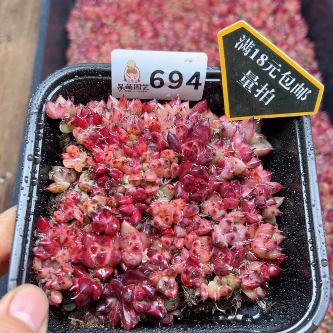 【闪购商品】多肉植物