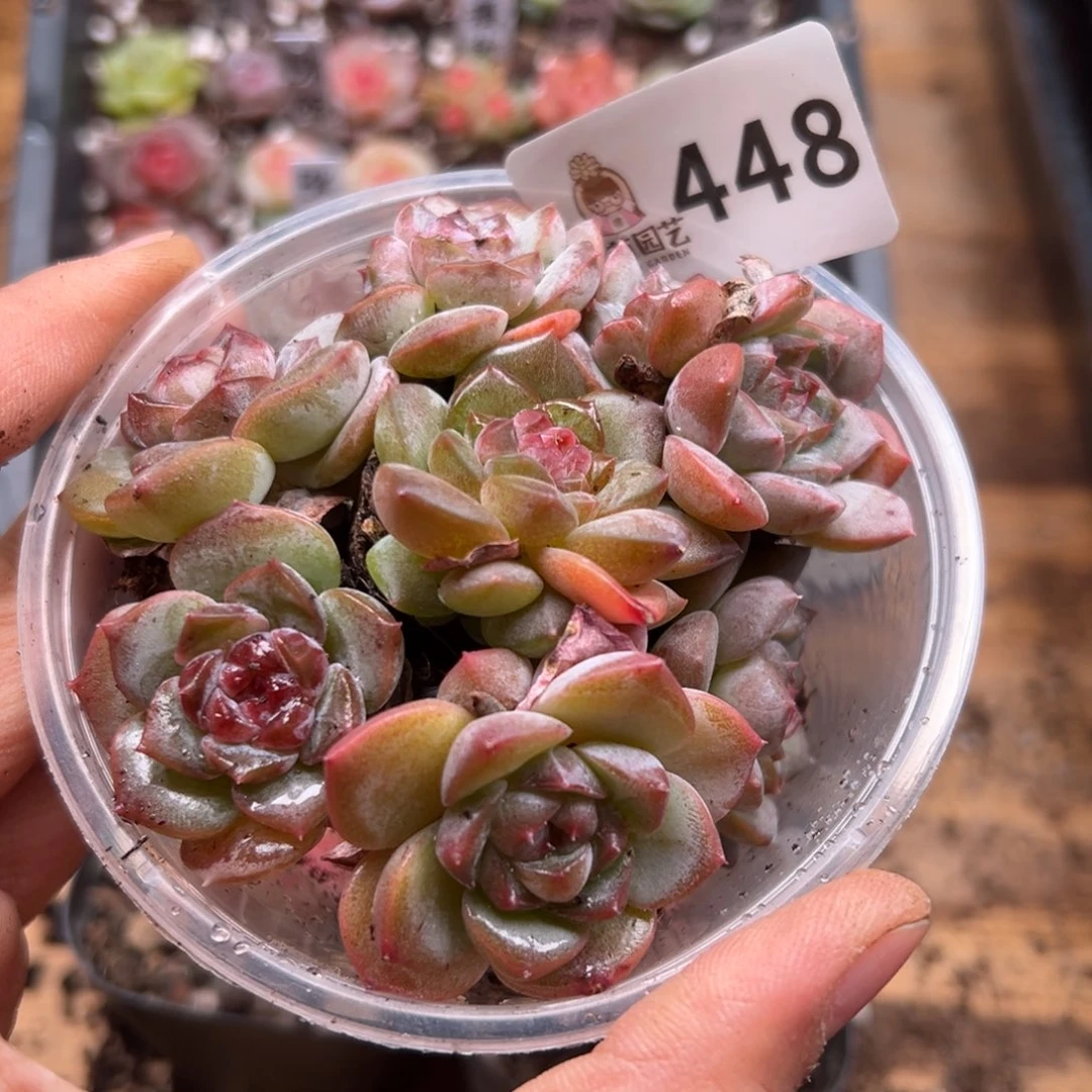 多肉植物多肉植物