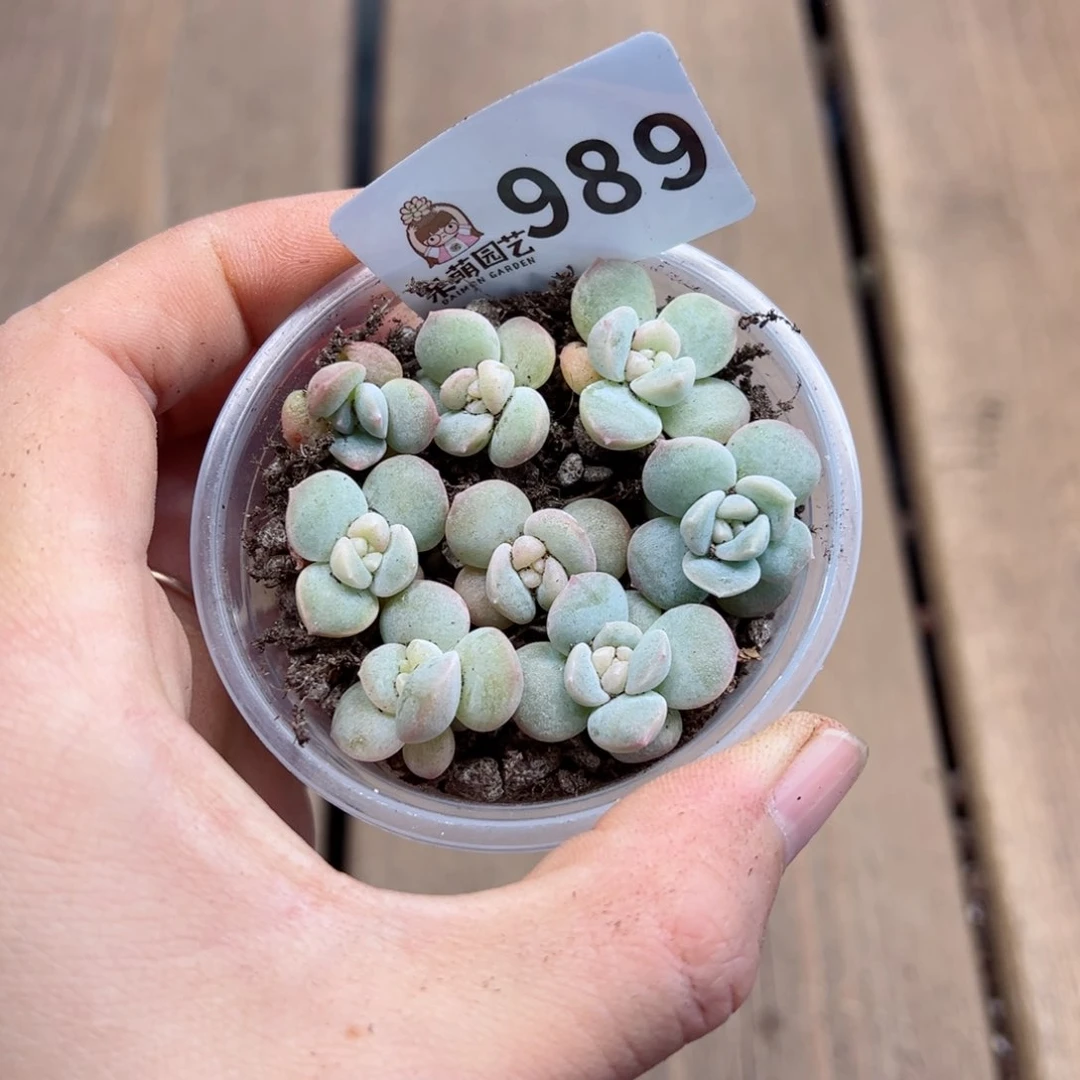 多肉植物多肉植物