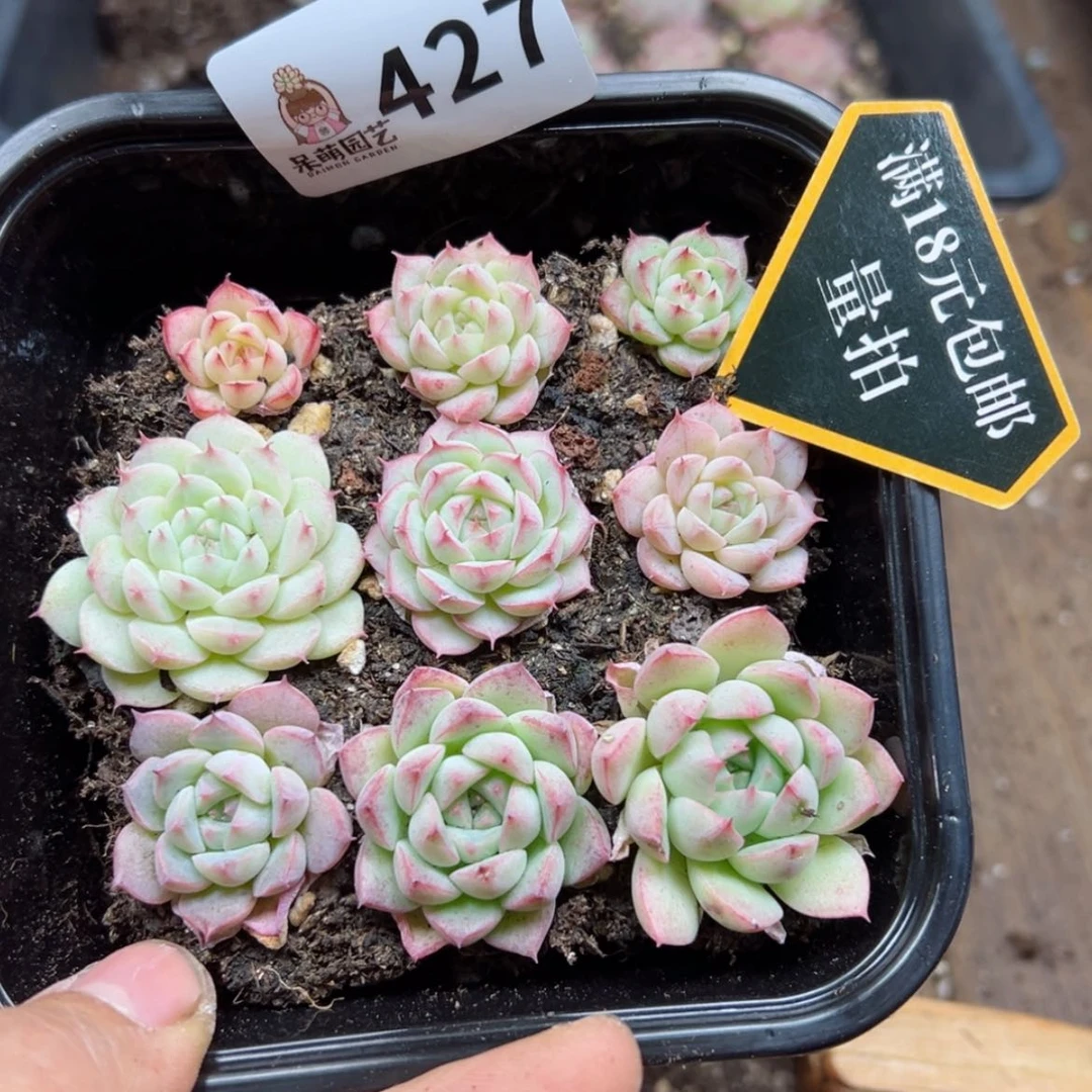 【闪购商品】多肉植物