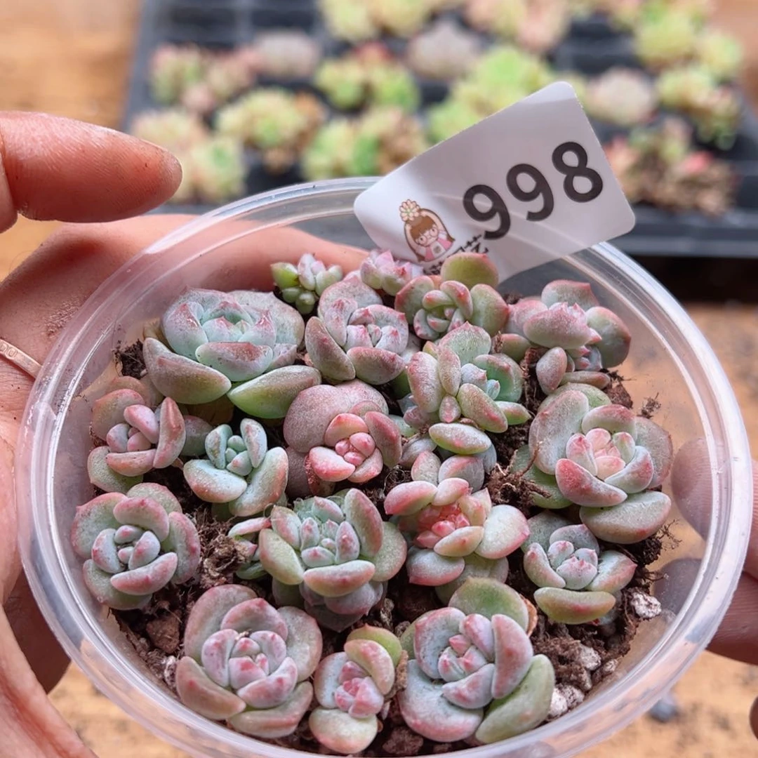 多肉植物多肉植物