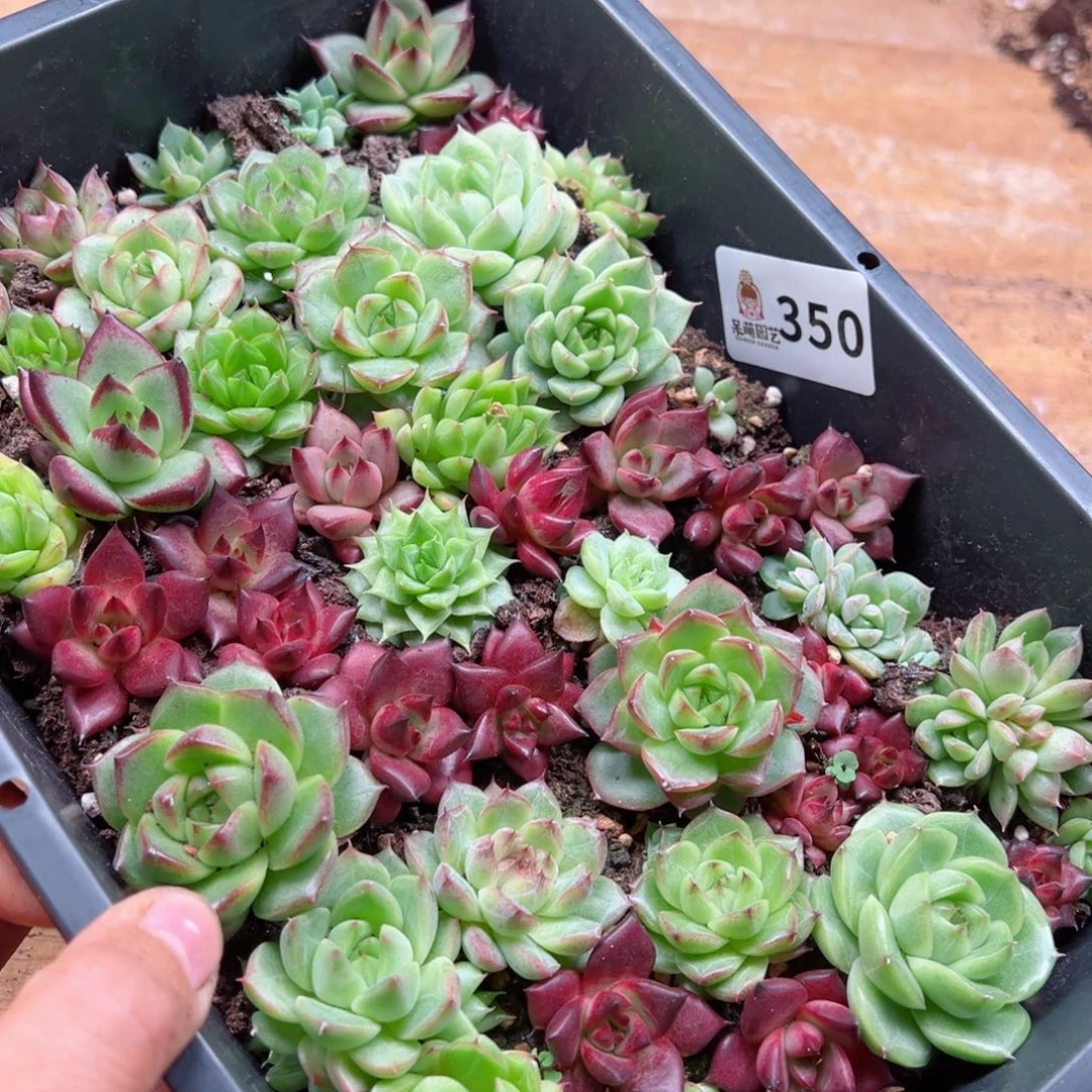 k****a多肉植物多肉植物