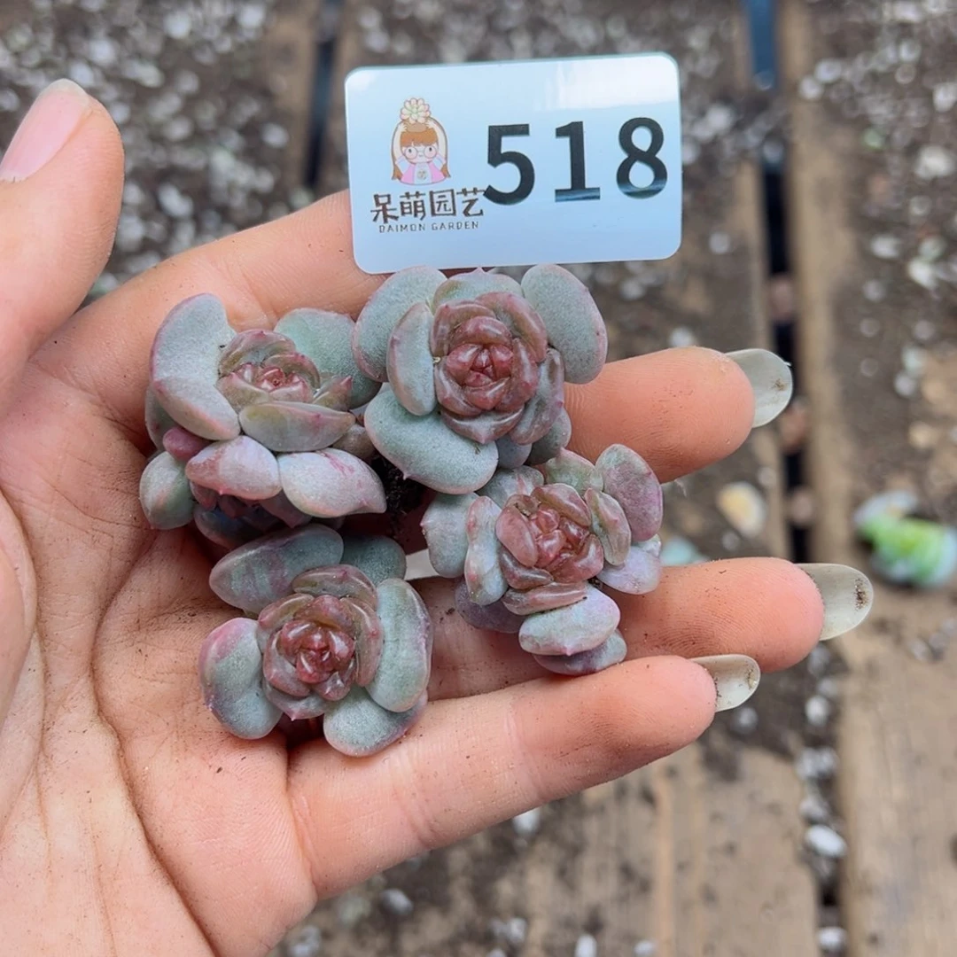 多肉植物多肉植物