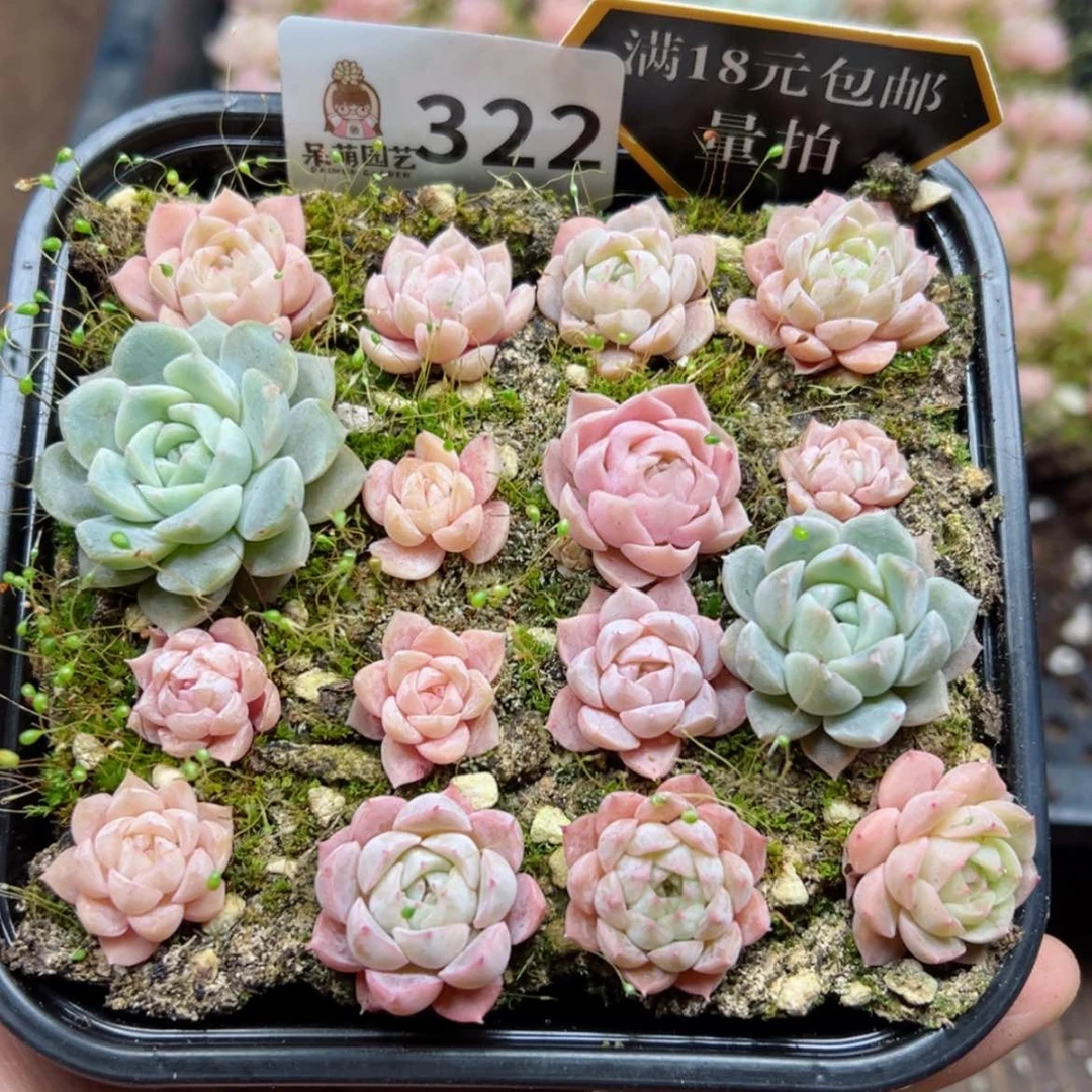 【闪购商品】多肉植物