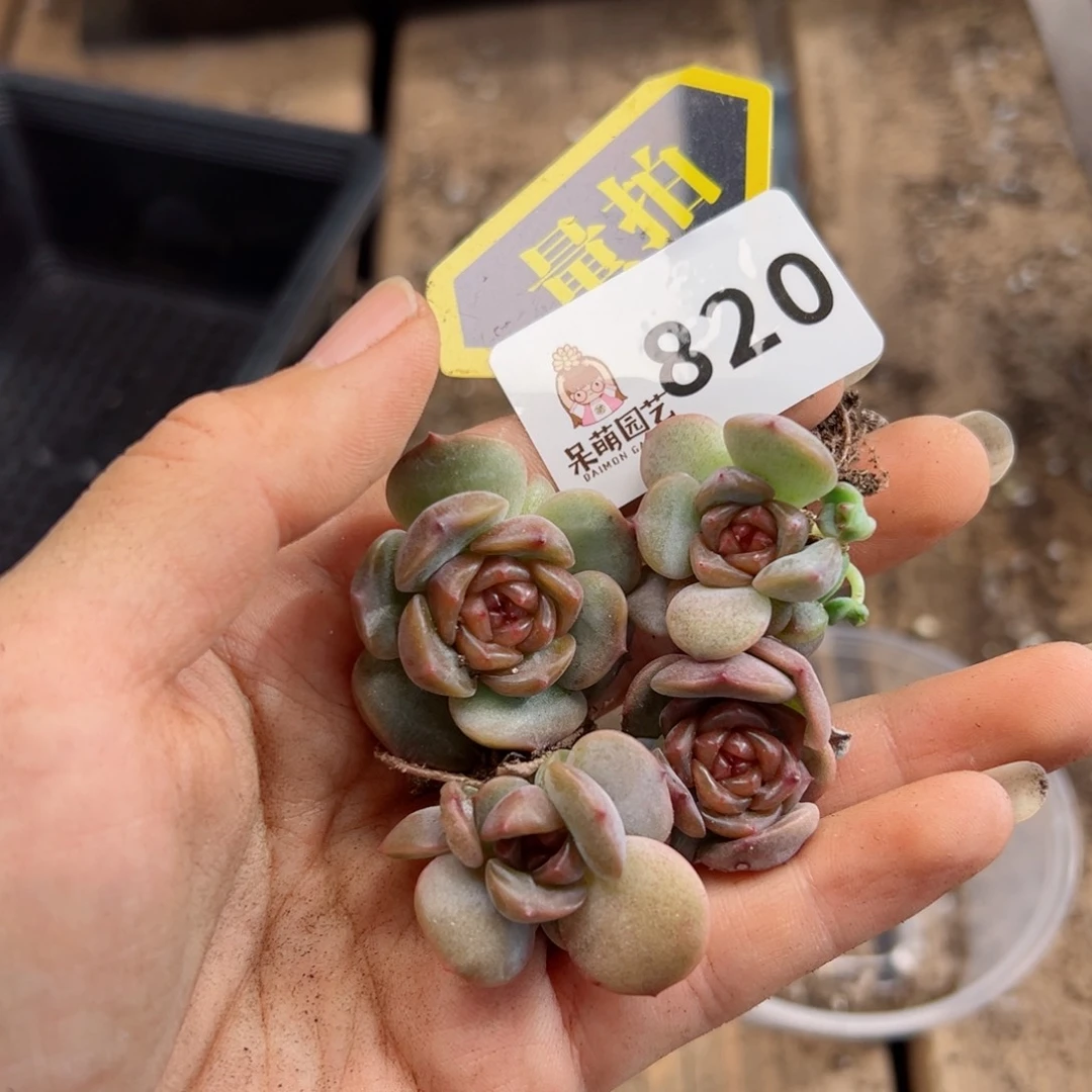 多肉植物多肉植物