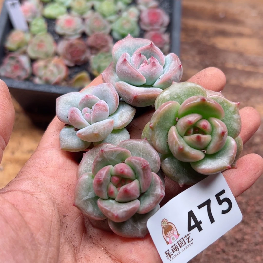 多肉植物多肉植物