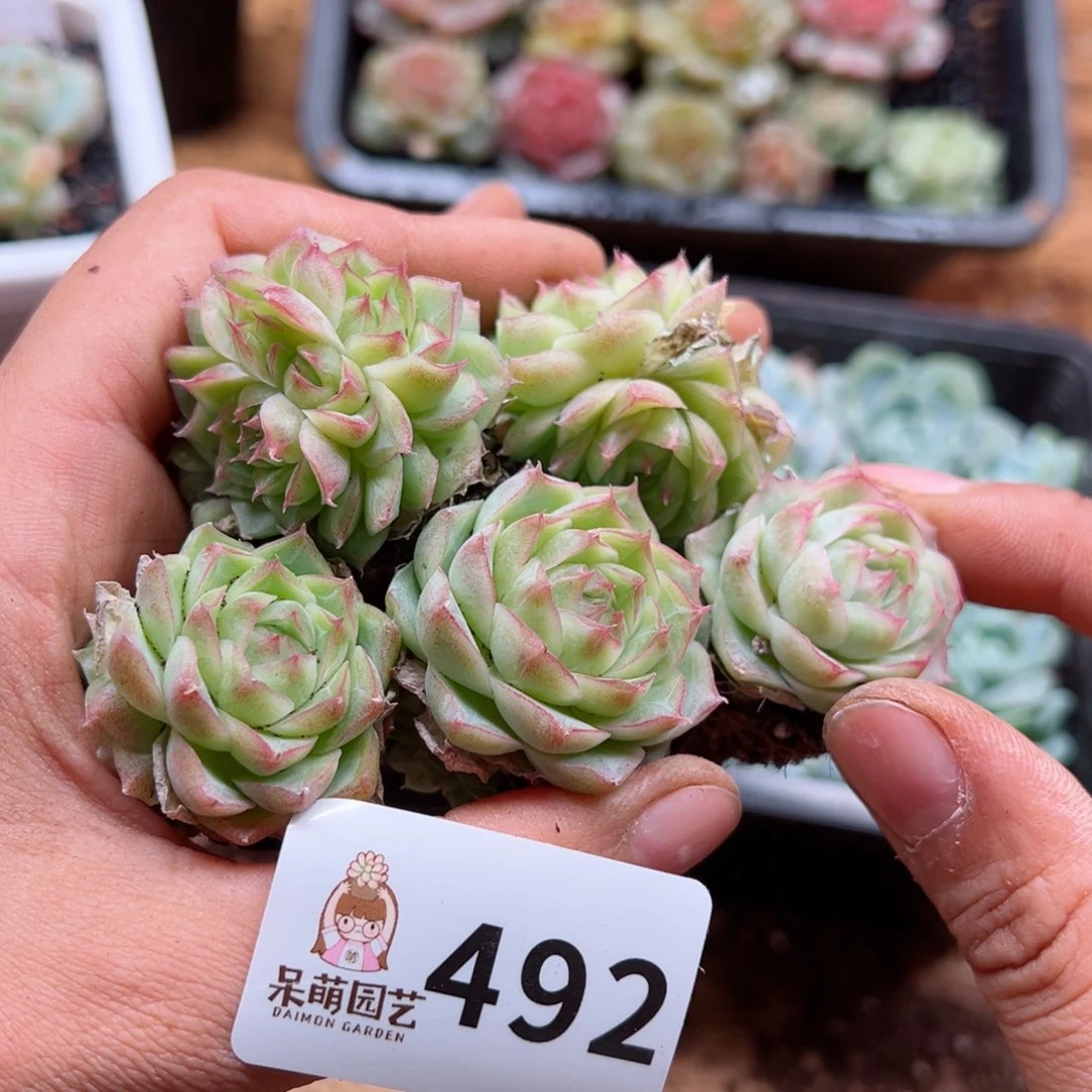 多肉植物多肉植物