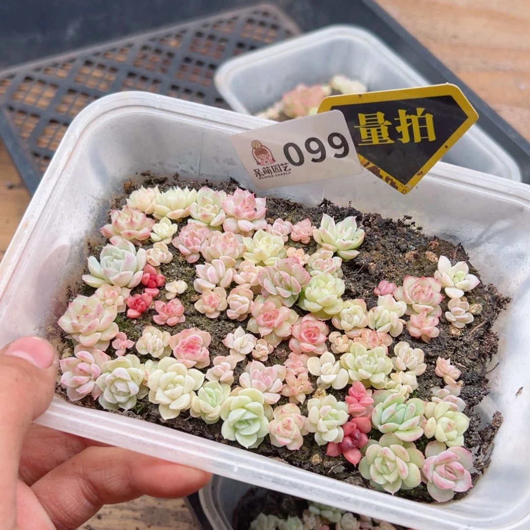 多肉植物多肉植物