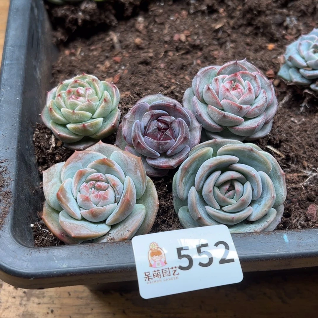 多肉植物多肉植物