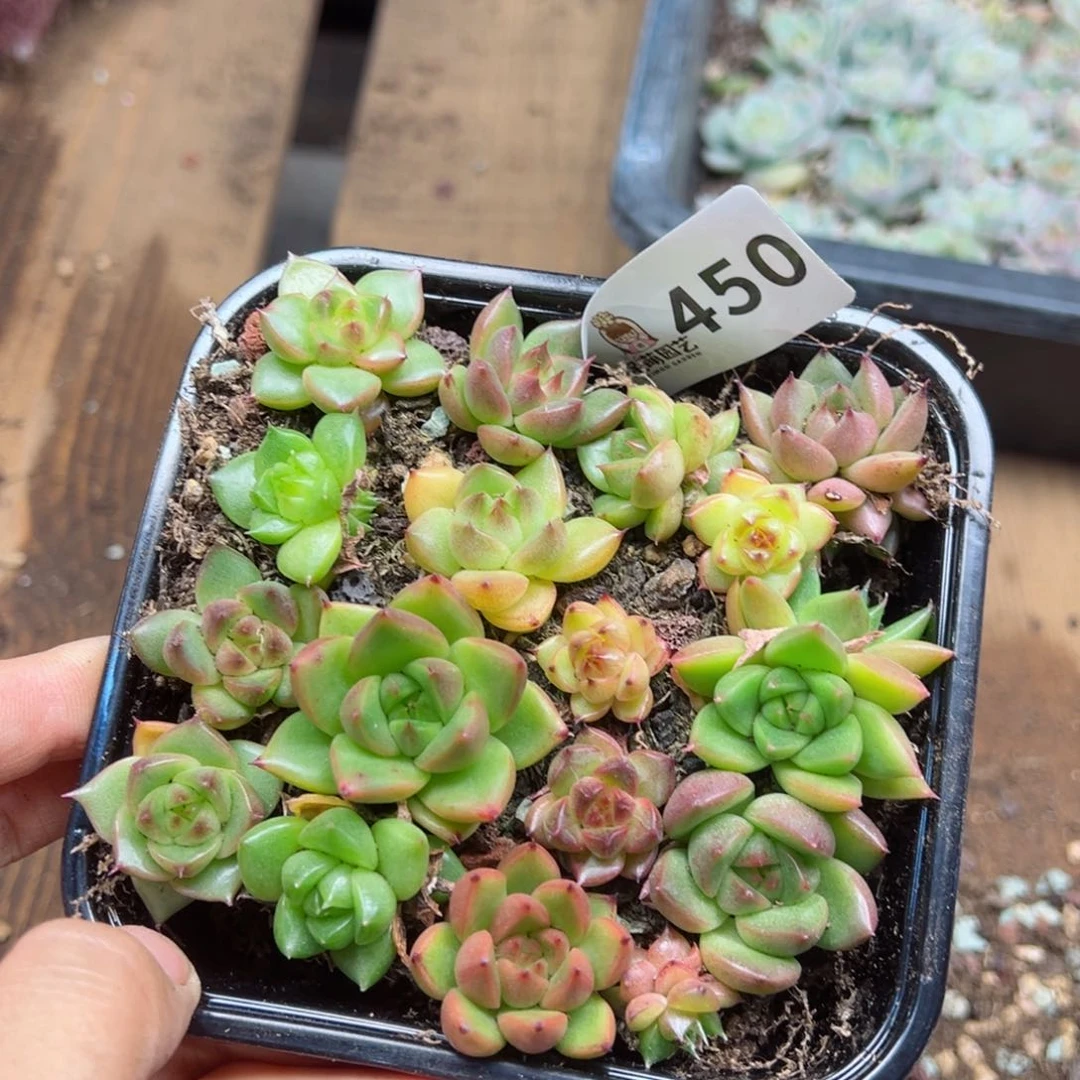 多肉植物多肉植物