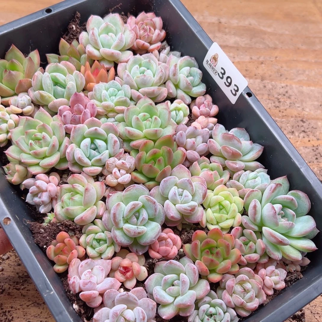 晨****3多肉植物多肉植物