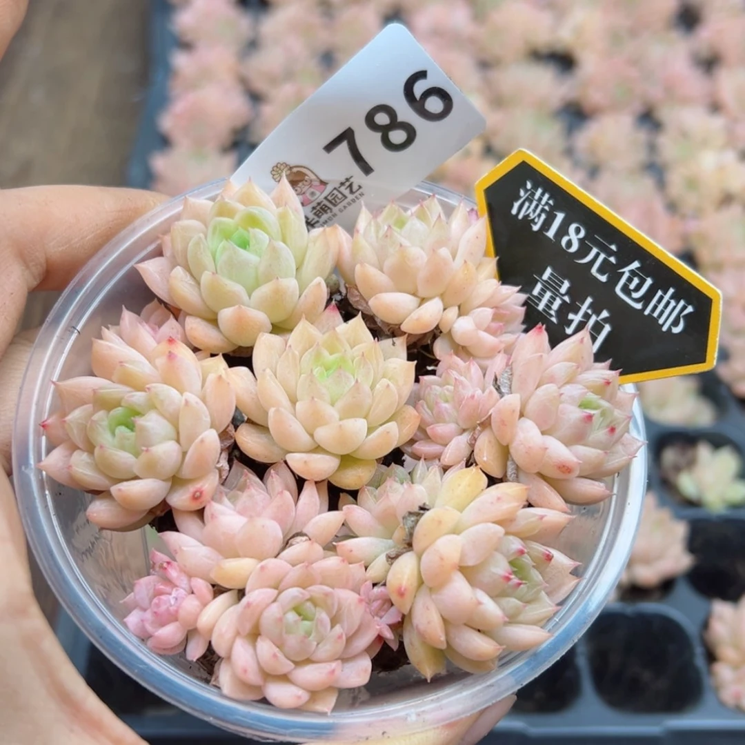 【闪购商品】多肉植物