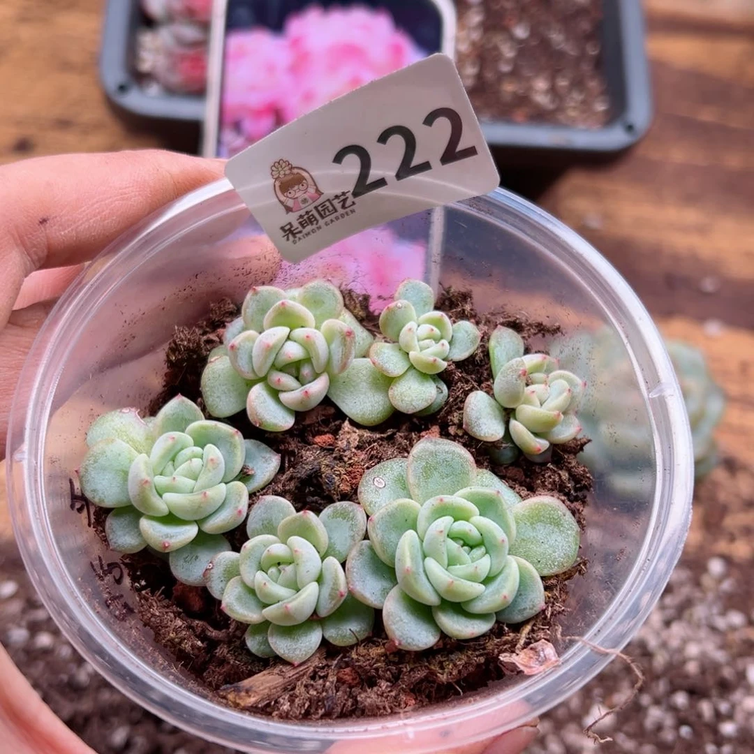 多肉植物多肉植物