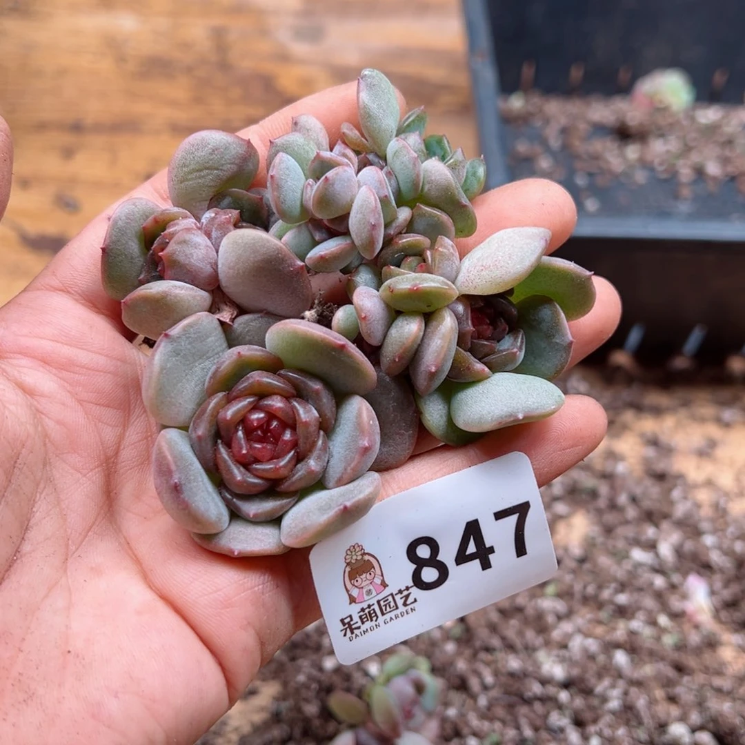 多肉植物多肉植物