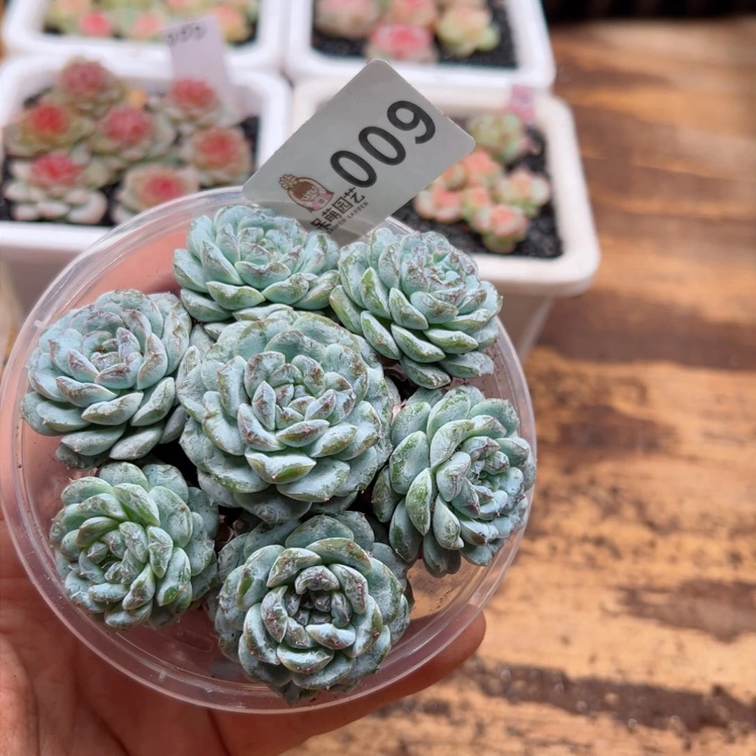 多肉植物多肉植物