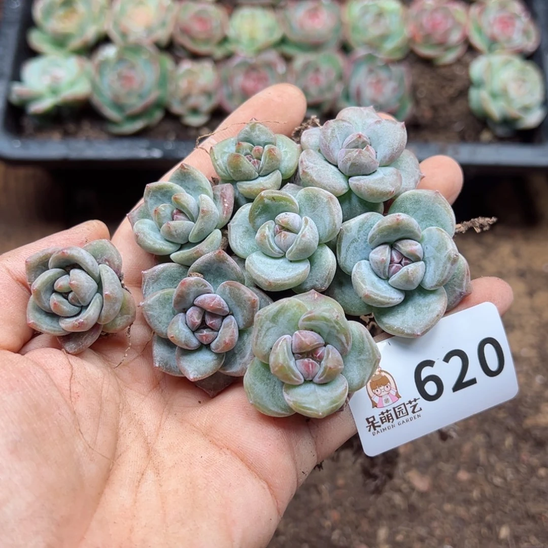 半**呀多肉植物多肉植物