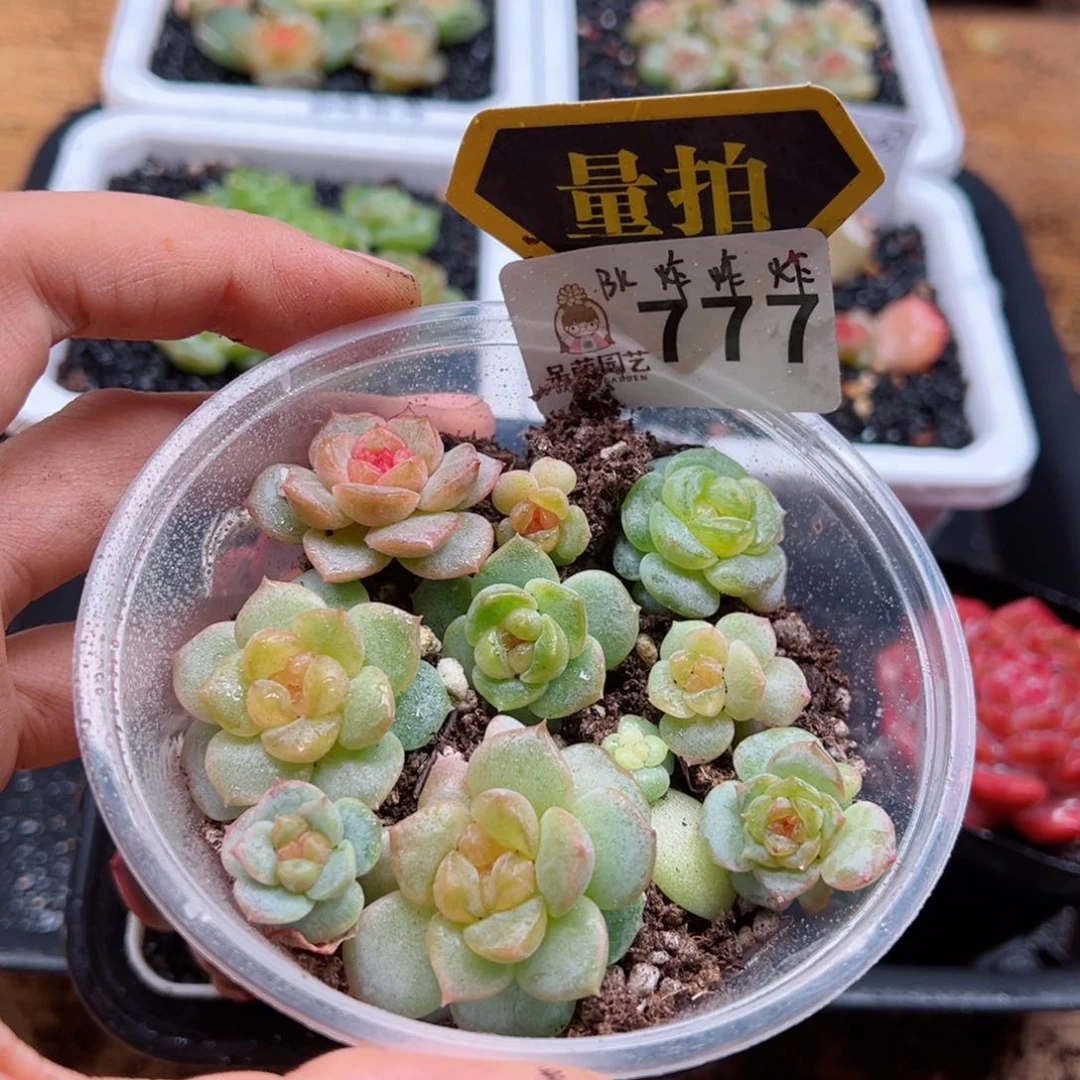 多肉植物多肉植物