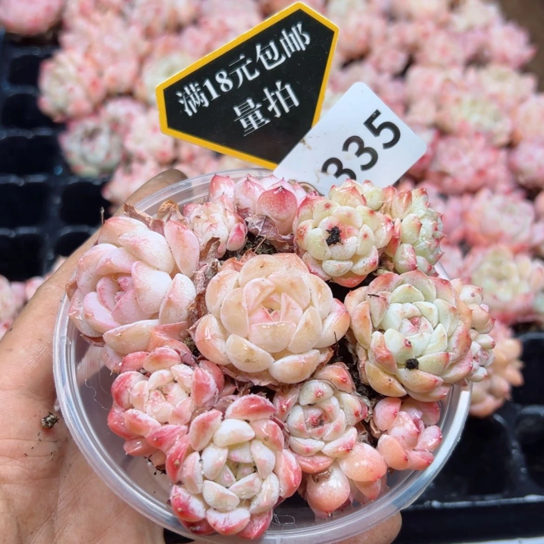 【闪购商品】多肉植物