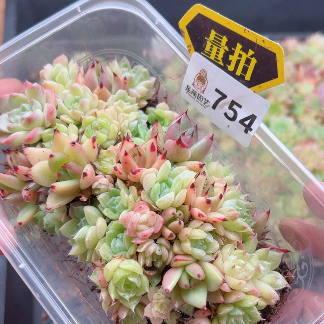 多肉植物多肉植物