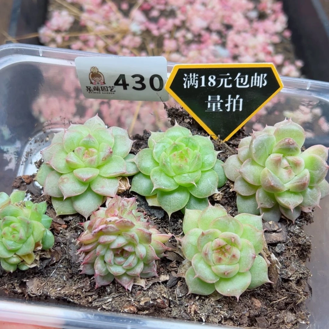 【闪购商品】多肉植物