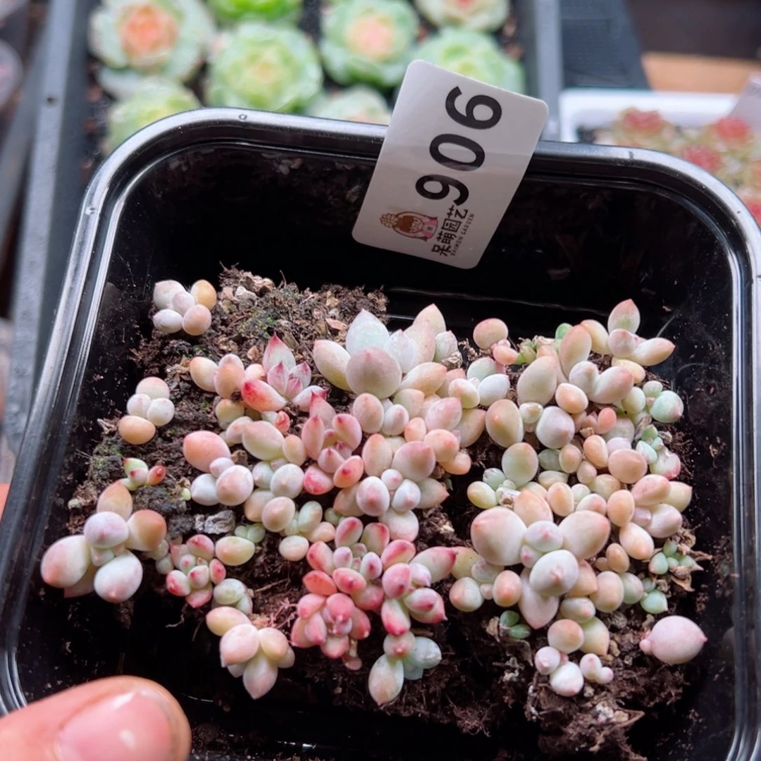 多肉植物多肉植物