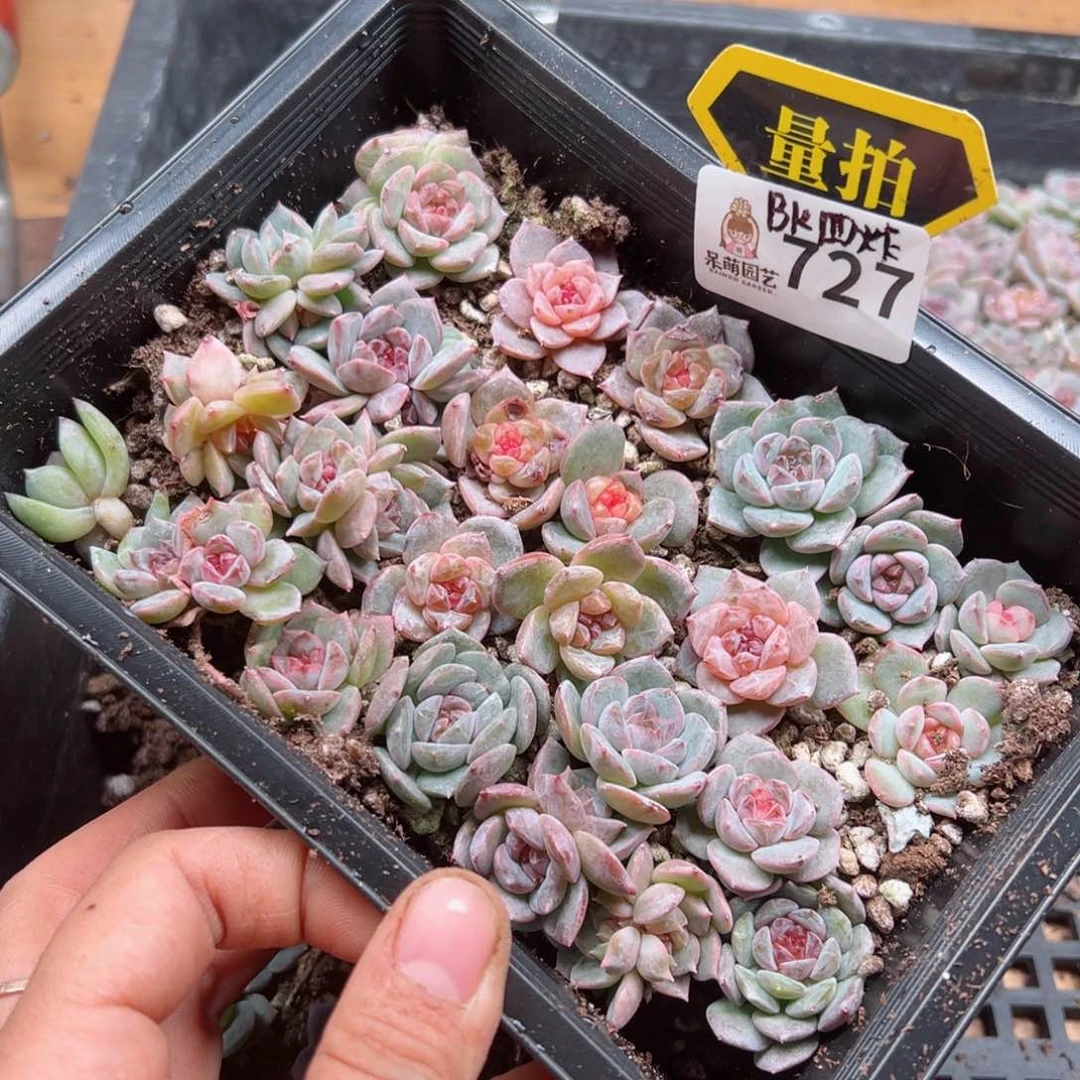 多肉植物多肉植物