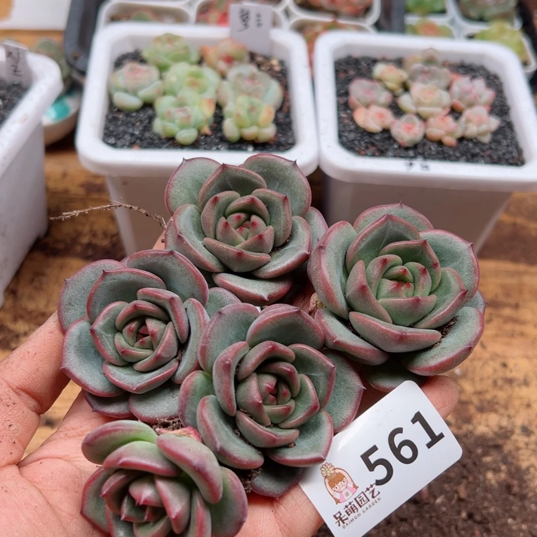 多肉植物多肉植物