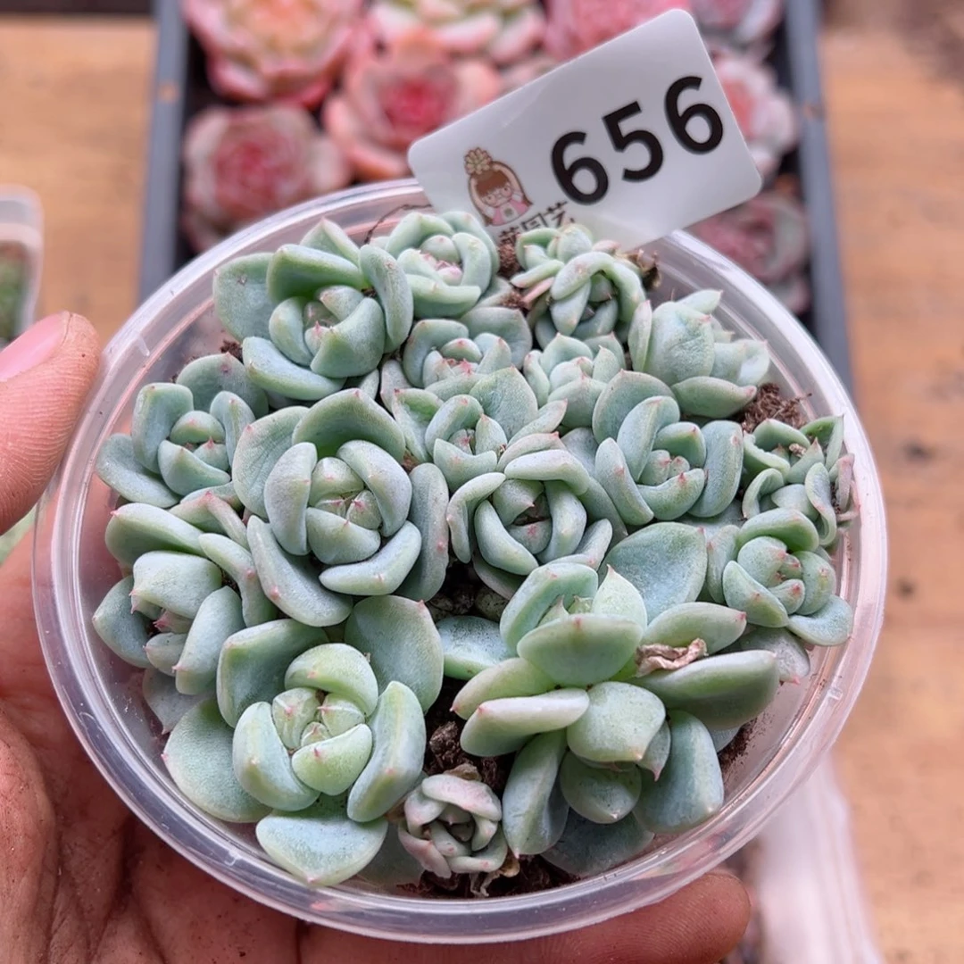 多肉植物多肉植物