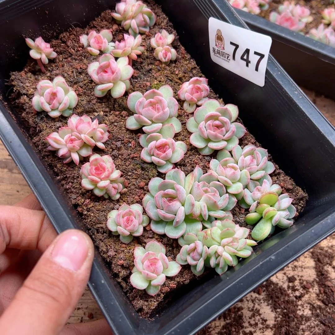 苹*姐多肉植物多肉植物