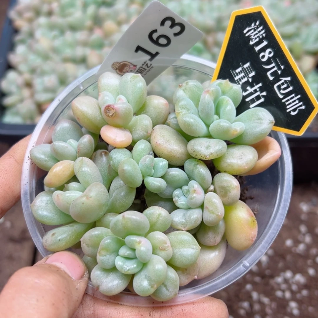 【闪购商品】多肉植物