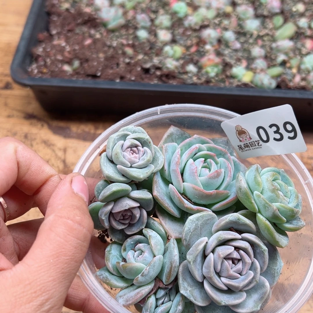 多肉植物多肉植物