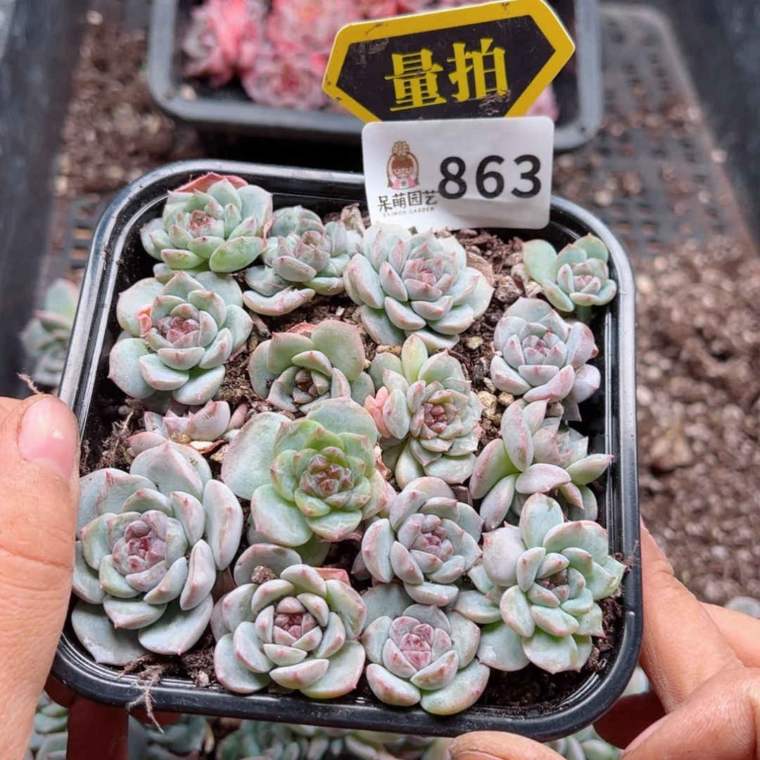 多肉植物多肉植物