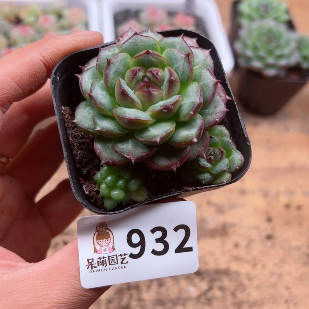 多肉植物多肉植物