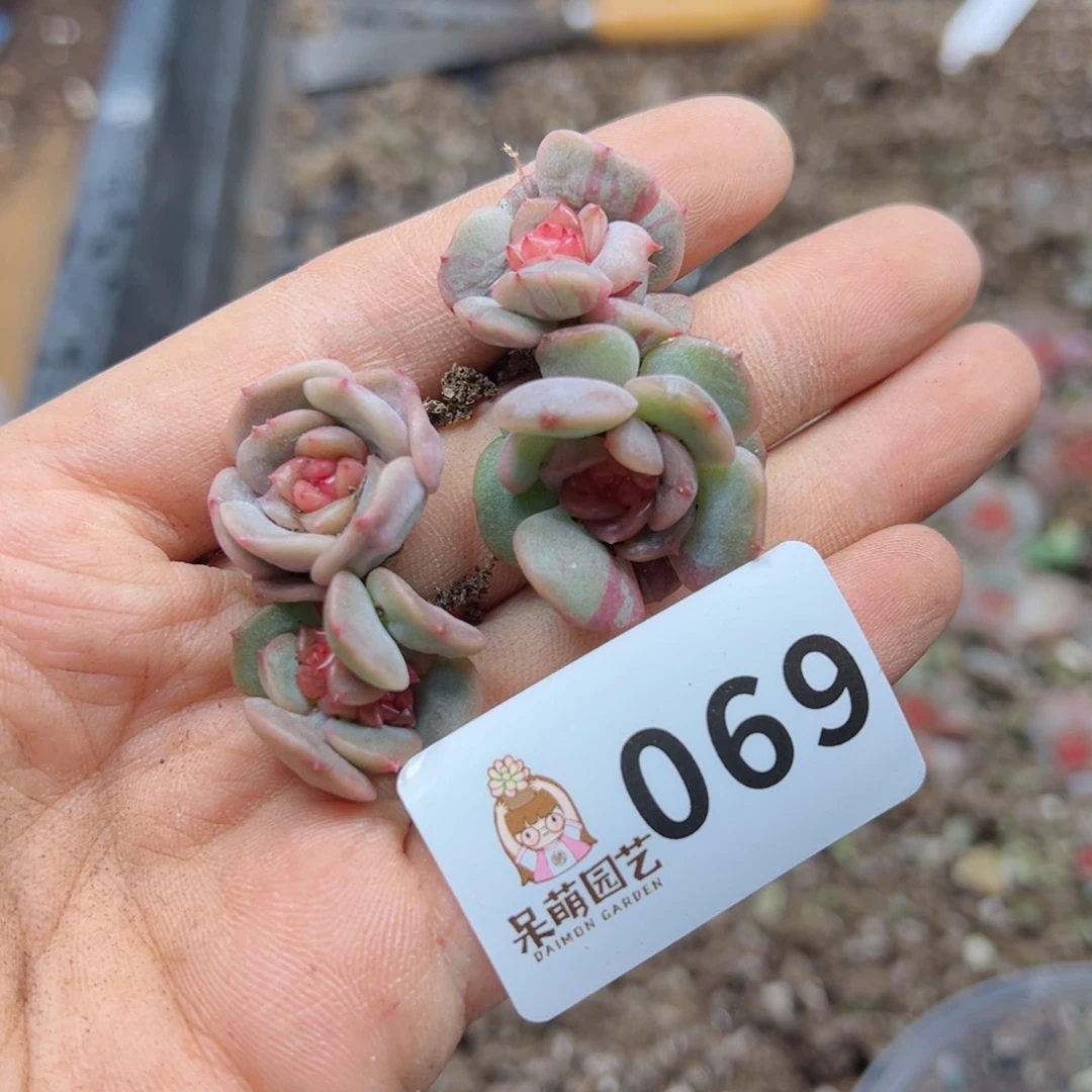 多肉植物多肉植物